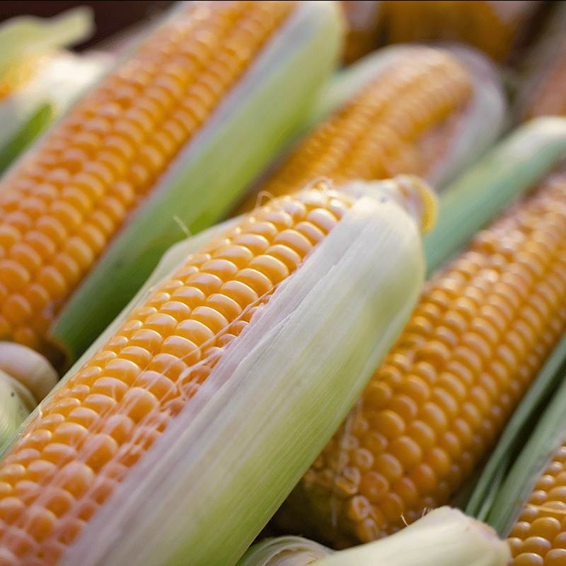 Buy Local Food Alabama fresh corn on the cob