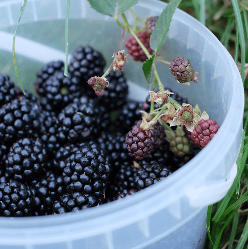 Buy Local Food Alabama Blackberries white plastic bucket